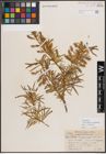 Foto von Salix exigua var. pedicellata (Andersson) Cronquist